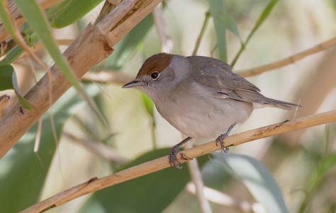 Blackcap (Sylvia atricapilla) photo