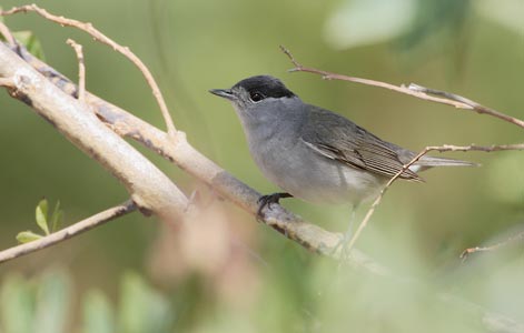 Blackcap (Sylvia atricapilla) photo