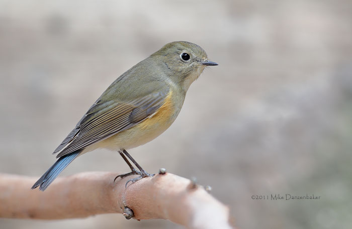 Red-flanked Bluetail (Tarsiger cyanurus) photo