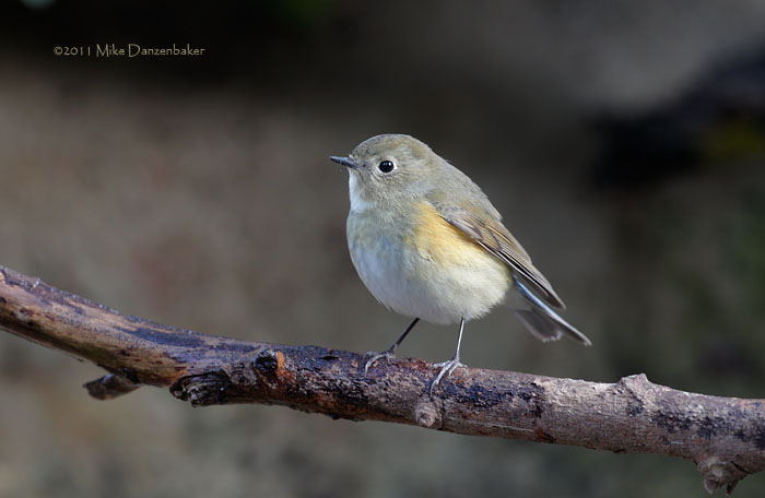 Red-flanked Bluetail (Tarsiger cyanurus) photo