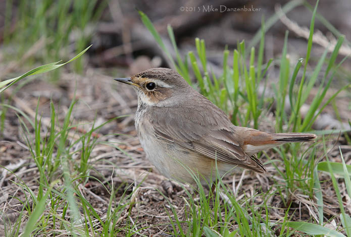Bluethroat (Luscinia svecica) photo