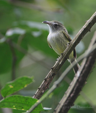 Northern Bentbill (Oncostoma cinereigulare) photo