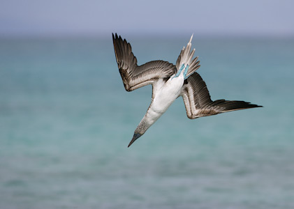 Blue-footed Booby (Sula nebouxii) photo