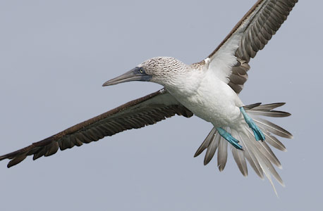 Blue-footed Booby (Sula nebouxii) photo