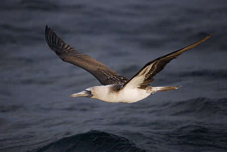 Blue-footed Booby (Sula nebouxii) photo