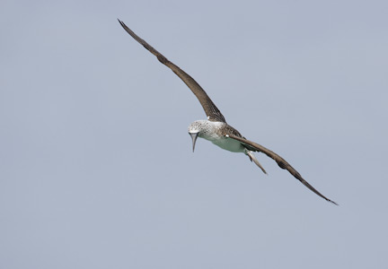 Blue-footed Booby (Sula nebouxii) photo