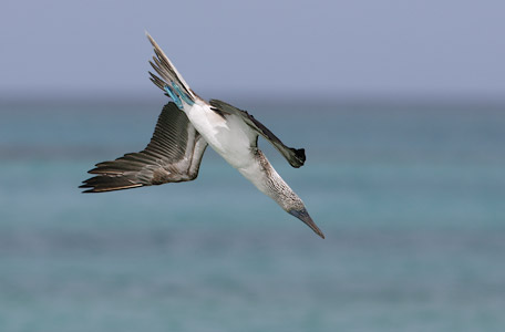 Blue-footed Booby (Sula nebouxii) photo