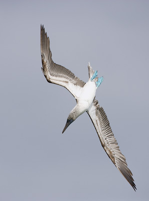 Blue-footed Booby (Sula nebouxii) photo