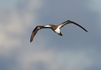 Brown Booby (Sula leucogaster) photo