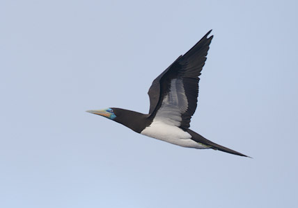 Brown Booby (Sula leucogaster) photo