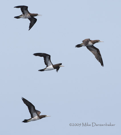 Brown Booby (Sula leucogaster) photo
