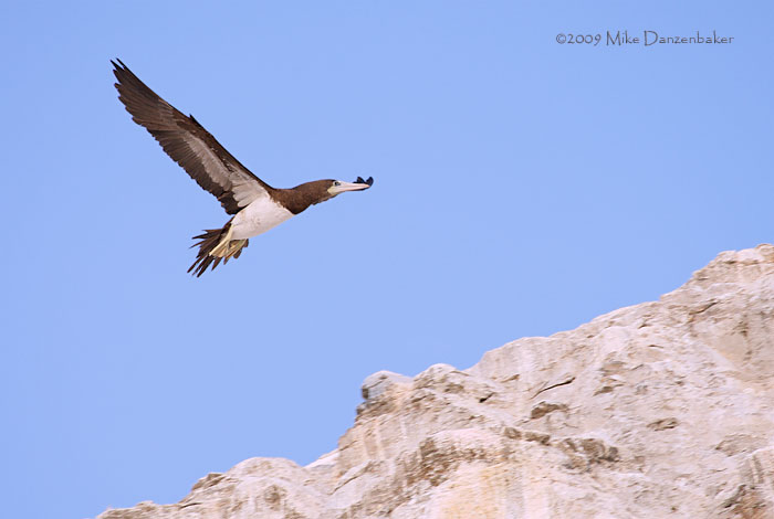 Brown Booby (Sula leucogaster) photo