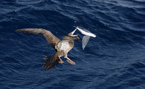 Brown Booby (Sula leucogaster) photo