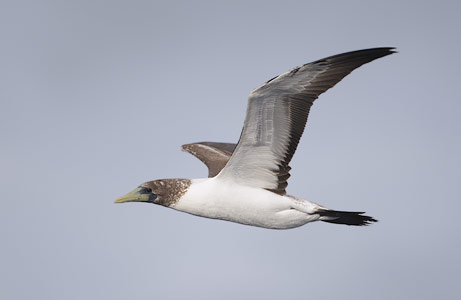 Masked Booby (Sula dactylatra) photo