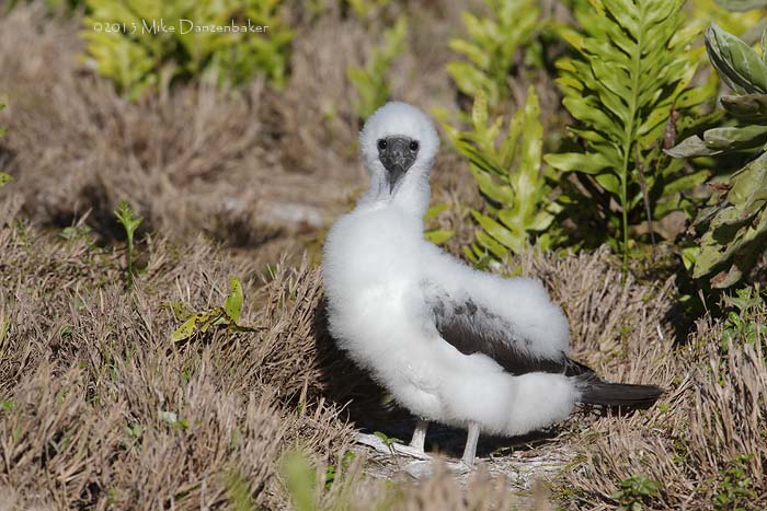 Masked Booby (Sula dactylatra) photo