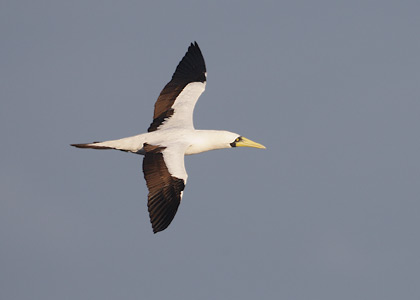 Masked Booby (Sula dactylatra) photo
