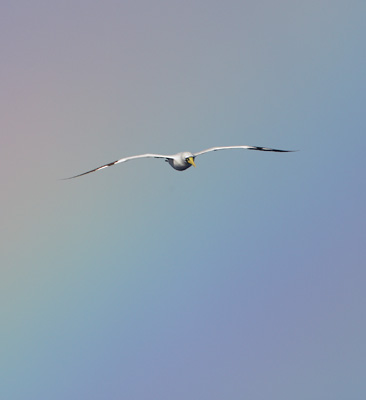 Masked Booby (Sula dactylatra) photo