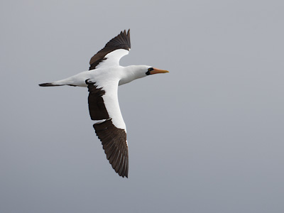 Nazca Booby (Sula granti) photo