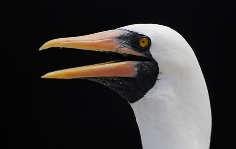Nazca Booby (Sula granti) photo