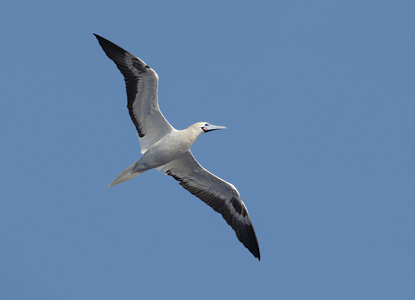 Red-footed Booby (Sula sula) photo