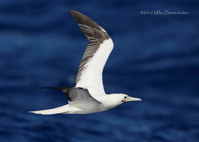 Red-footed Booby (Sula sula) photo