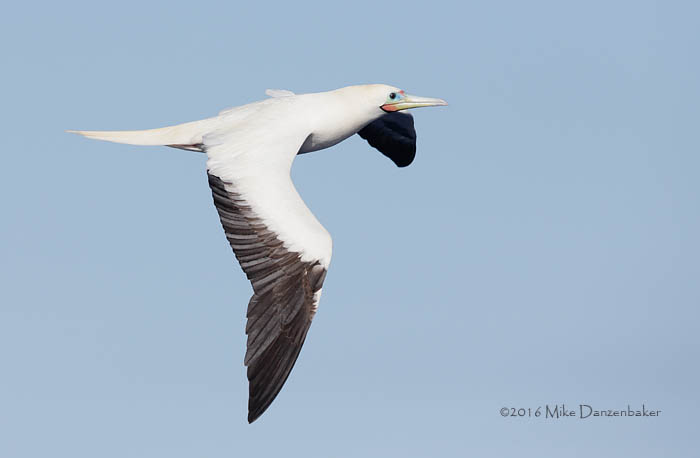 Red-footed Booby (Sula sula) photo