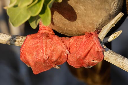 Red-footed Booby (Sula sula) photo