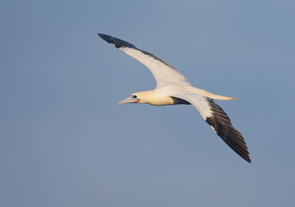 Red-footed Booby (Sula sula) photo