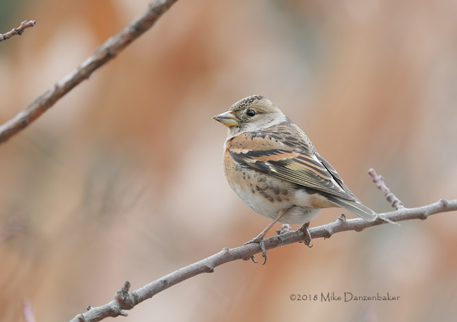 Brambling (Fringilla montifringilla) photo