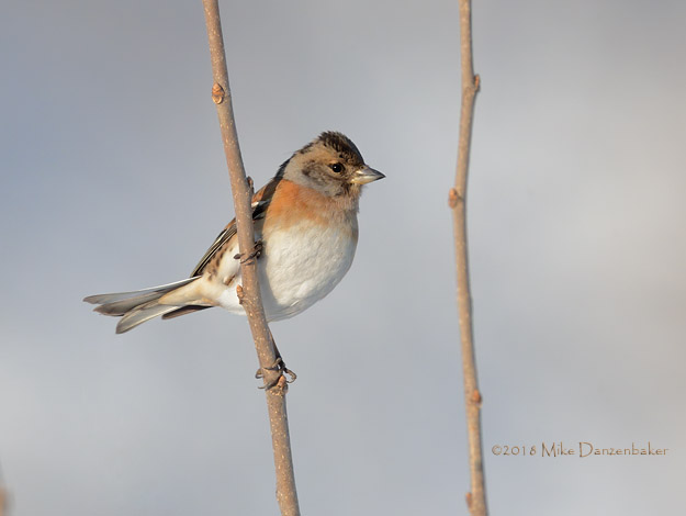 Brambling (Fringilla montifringilla) photo