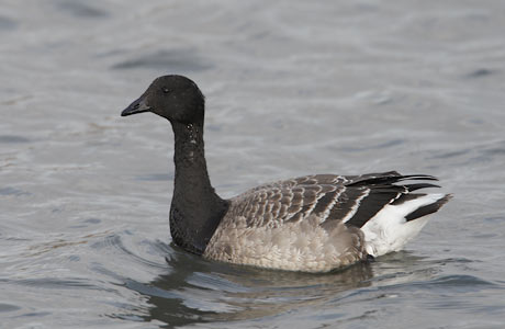 Brant (Branta bernicla) photo