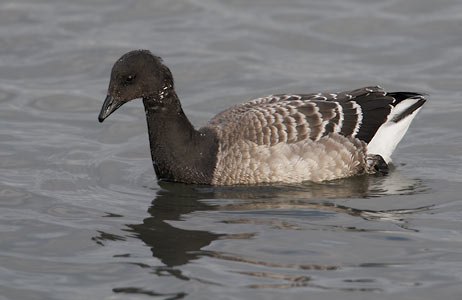 Brant (Branta bernicla) photo