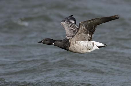 Brant (Branta bernicla) photo