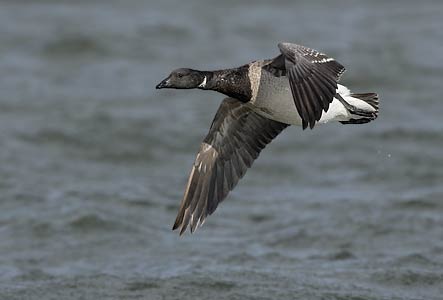 Brant (Branta bernicla) photo