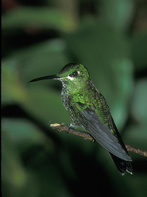 Green-crowned Brilliant (Heliodoxa jacula) photo