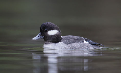 Bufflehead (Bucephala albeola) photo