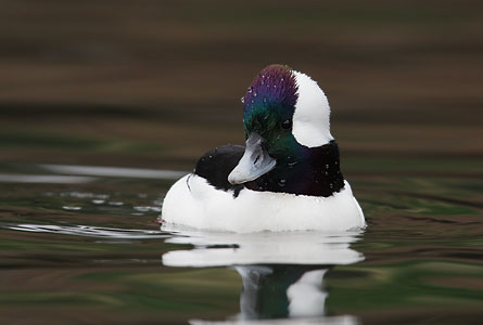 Bufflehead (Bucephala albeola) photo