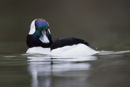Bufflehead (Bucephala albeola) photo