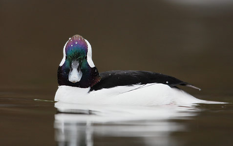 Bufflehead (Bucephala albeola) photo