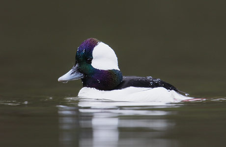 Bufflehead (Bucephala albeola) photo