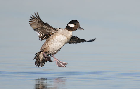 Bufflehead (Bucephala albeola) photo