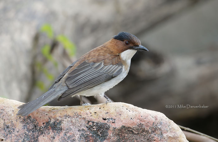 Chestnut Bulbul (Hemixos castanonotus) photo