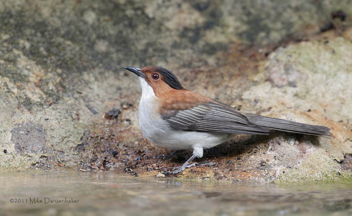 Chestnut Bulbul (Hemixos castanonotus) photo