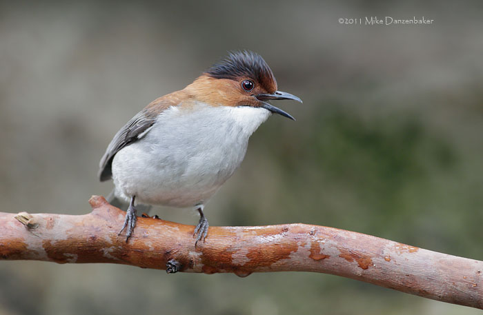 Chestnut Bulbul (Hemixos castanonotus) photo