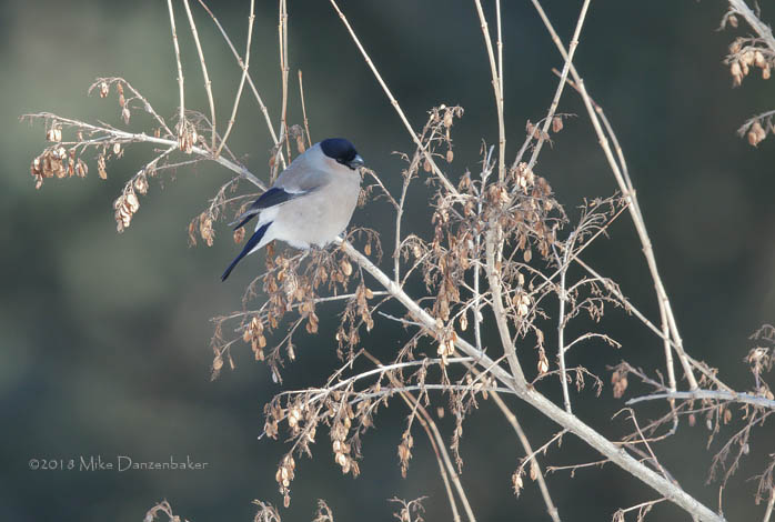 Eurasian Bullfinch (Pyrrhula pyrrhula) photo