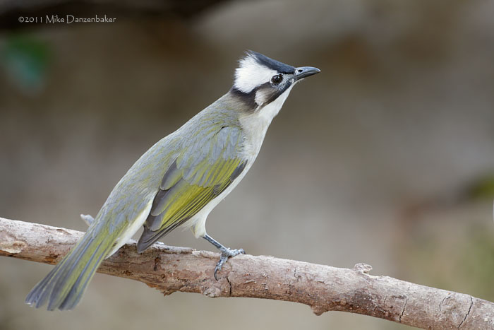 Light-vented Bulbul (Pycnonotus sinensis) photo