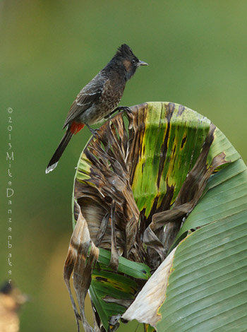 Red-vented Bulbul (Pycnonotus cafer) photo