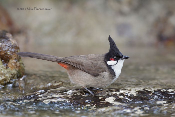Red-whiskered Bulbul (Pycnonotus jocosus) photo