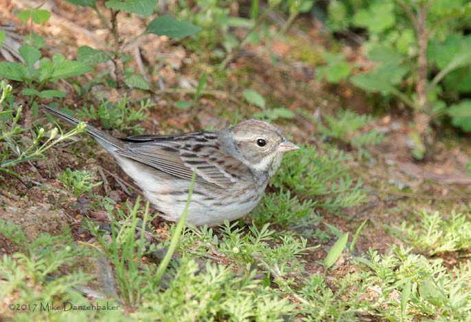 Black-faced Bunting (Emberiza spodocephala) photo