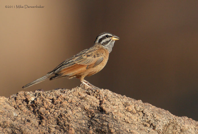 Cinnamon-breasted Bunting (Emberiza tahapisi) photo